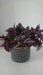 Red wandering jew (3 LIVE PLANTS) PERENNIAL VINE - Caribbean garden seed