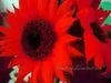 RED Sunflowers Seed, Summer flowers - Caribbean garden seed