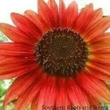 RED Sunflowers Seed, Summer flowers - Caribbean garden seed