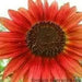 RED Sunflowers Seed, Summer flowers - Caribbean garden seed