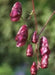 Red Wine Monkshood Seeds - Aconitum- wolf's bane, leopard's bane, women's bane!.