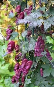Red Wine Monkshood Seeds - Aconitum- wolf's bane, leopard's bane, women's bane!.