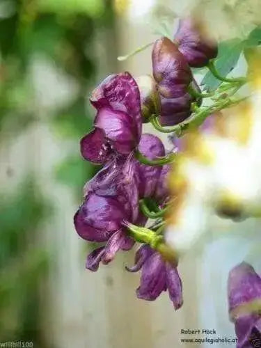Red Wine Monkshood Seeds - Aconitum- wolf's bane, leopard's bane, women's bane!.