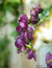 Red Wine Monkshood Seeds - Aconitum- wolf's bane, leopard's bane, women's bane!.