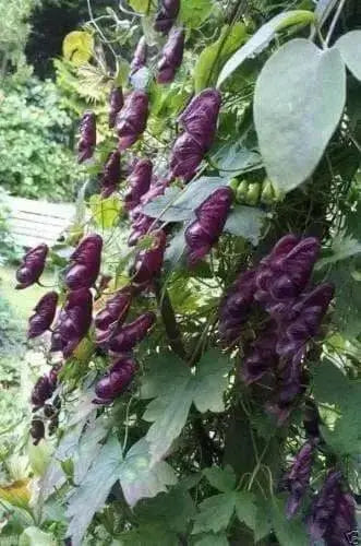 Red Wine Monkshood Seeds - Aconitum- wolf's bane, leopard's bane, women's bane!.