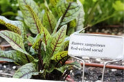 Red Veined  Sorrel (Rumex Acetosa) Herb Seeds - Caribbean garden seed
