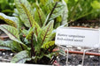 Red Veined  Sorrel (Rumex Acetosa) Herb Seeds - Caribbean garden seed
