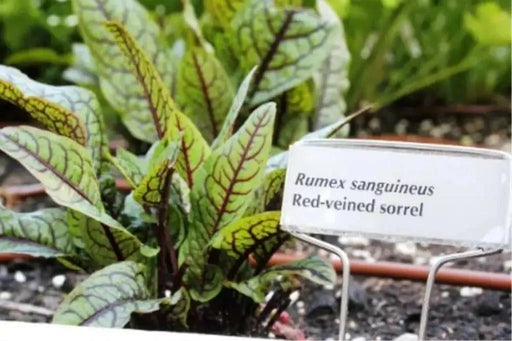 Red Veined  Sorrel (Rumex Acetosa) Herb Seeds - Caribbean garden seed