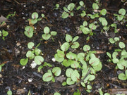 Red Veined  Sorrel (Rumex Acetosa) Herb Seeds - Caribbean garden seed