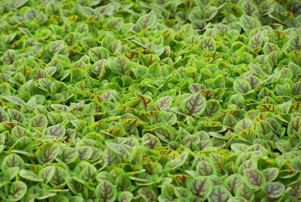 Red Veined  Sorrel (Rumex Acetosa) Herb Seeds - Caribbean garden seed
