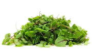 Red Veined  Sorrel (Rumex Acetosa) Herb Seeds - Caribbean garden seed