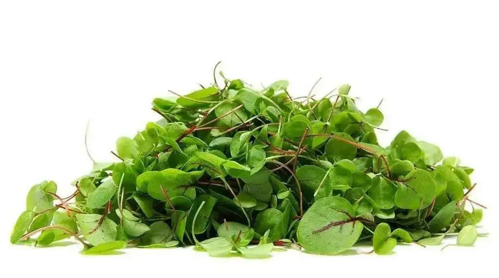 Red Veined  Sorrel (Rumex Acetosa) Herb Seeds - Caribbean garden seed