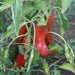 RELLENO ECUADOR SWEET PEPPER - Capsicum annuum - Caribbean garden seed