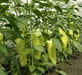 RELLENO ECUADOR SWEET PEPPER - Capsicum annuum - Caribbean garden seed
