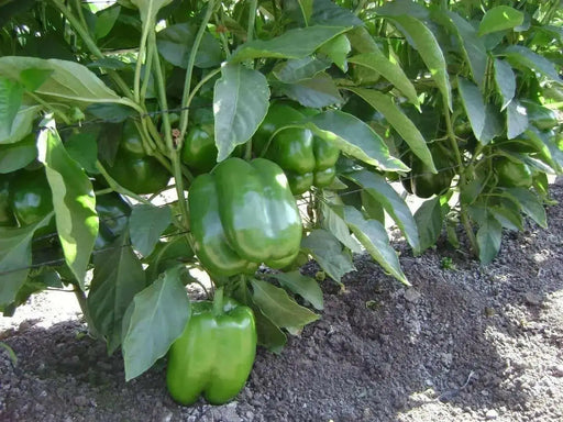 REVOLUTION GREEN BELL PEPPER SEEDS ,Capsicum annuum, SWEET PEPPER - Caribbean garden seed