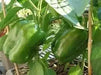 REVOLUTION GREEN BELL PEPPER SEEDS ,Capsicum annuum, SWEET PEPPER - Caribbean garden seed