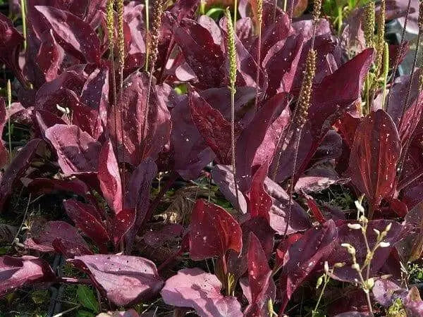 Red-leaved Plantain SEEDS, PERENNIAL Herb/Flowers - Caribbean garden seed