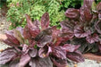 Red-leaved Plantain SEEDS, PERENNIAL Herb/Flowers - Caribbean garden seed