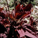 Red-leaved Plantain SEEDS, PERENNIAL Herb/Flowers - Caribbean garden seed