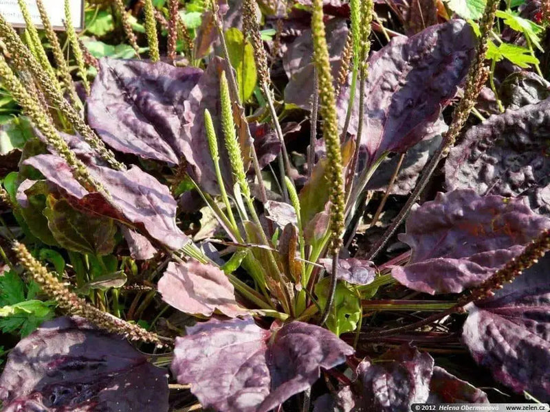 Red-leaved Plantain SEEDS, PERENNIAL Herb/Flowers - Caribbean garden seed