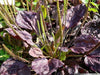 Red-leaved Plantain SEEDS, PERENNIAL Herb/Flowers - Caribbean garden seed