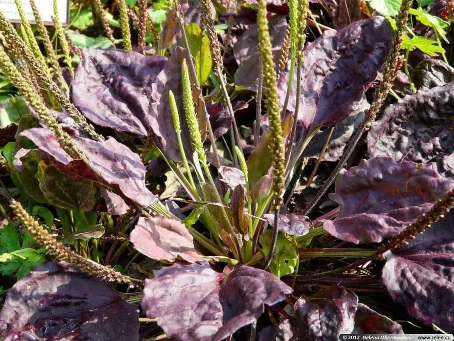 Red-leaved Plantain SEEDS, PERENNIAL Herb/Flowers - Caribbean garden seed