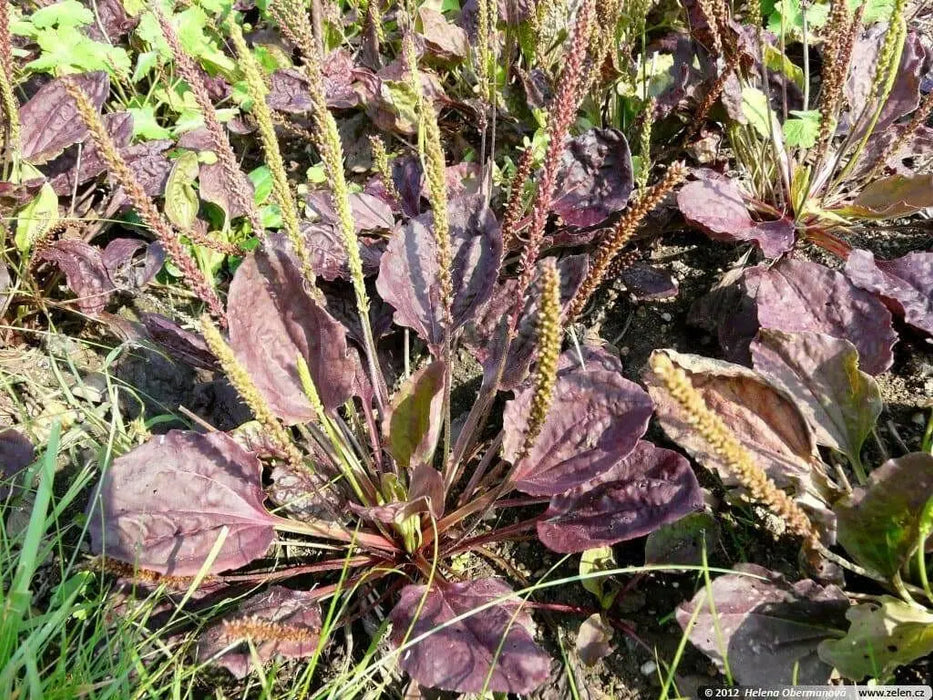 Red-leaved Plantain SEEDS, PERENNIAL Herb/Flowers - Caribbean garden seed