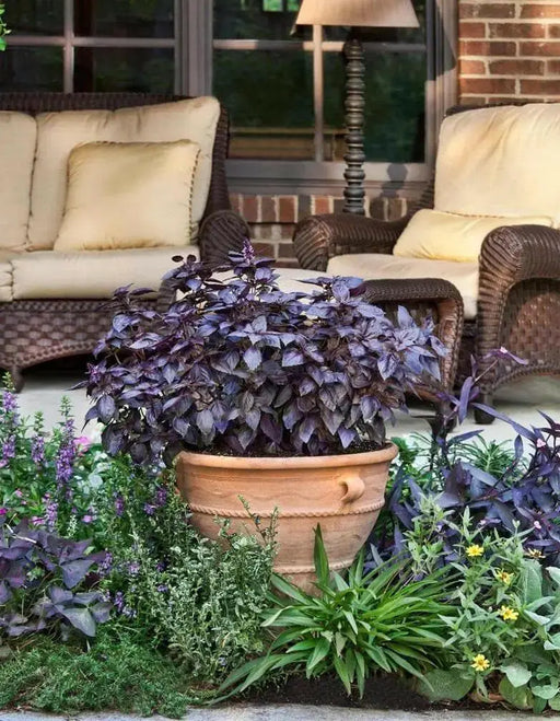 Red Rubin Basil ,Herb seeds - Caribbean garden seed