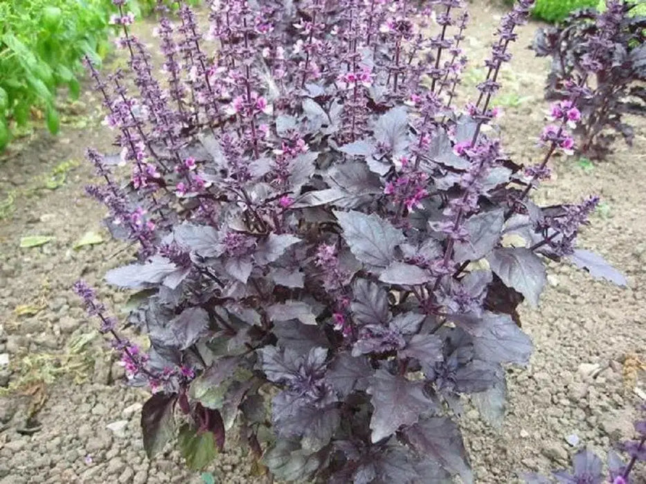 Red Rubin Basil ,Herb seeds - Caribbean garden seed