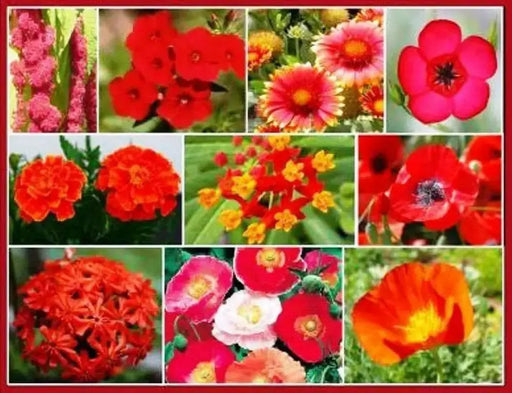Righteous Red Flowers Mix - All Red Bloom - Caribbean garden seed