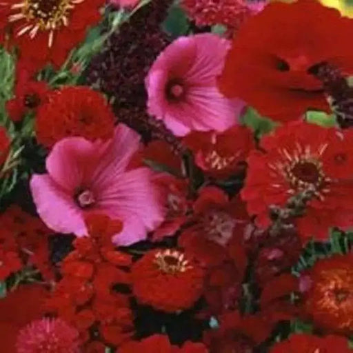 Righteous Red Flowers Mix - All Red Bloom - Caribbean garden seed
