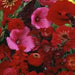 Righteous Red Flowers Mix - All Red Bloom - Caribbean garden seed
