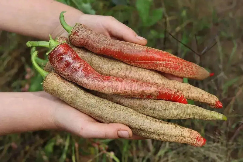 Rezha Macedonian hot Pepper Seeds , Capsicum annuum. - Caribbean garden seed