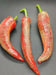 Rezha Macedonian hot Pepper Seeds , Capsicum annuum. - Caribbean garden seed