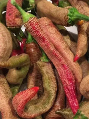 Rezha Macedonian hot Pepper Seeds , Capsicum annuum. - Caribbean garden seed