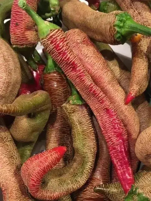 Rezha Macedonian hot Pepper Seeds , Capsicum annuum. - Caribbean garden seed