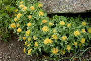 Rhodiola rosea Seeds , PERENNIAL HERB - Caribbean garden seed