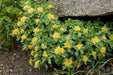 Rhodiola rosea Seeds , PERENNIAL HERB - Caribbean garden seed