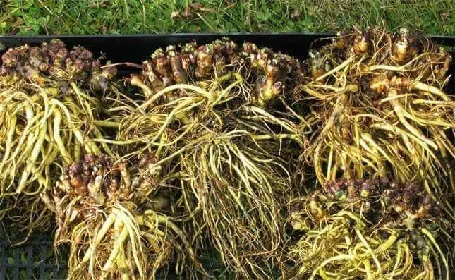 Rhodiola rosea Seeds , PERENNIAL HERB - Caribbean garden seed