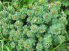 Rhodiola rosea Seeds , PERENNIAL HERB - Caribbean garden seed