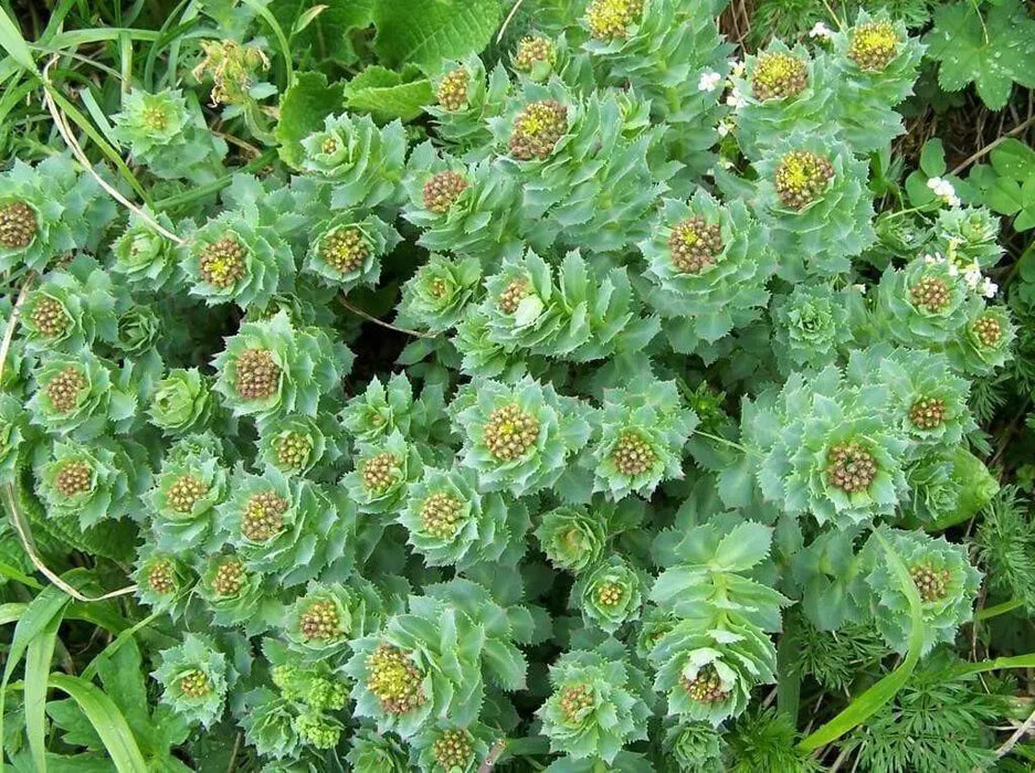 Rhodiola rosea Seeds , PERENNIAL HERB - Caribbean garden seed