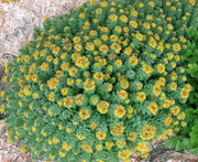 Rhodiola rosea Seeds , PERENNIAL HERB - Caribbean garden seed