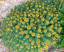 Rhodiola rosea Seeds , PERENNIAL HERB - Caribbean garden seed