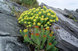 Rhodiola rosea Seeds , PERENNIAL HERB - Caribbean garden seed