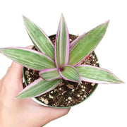 Rhoeo Discolor Tricolor ( live Starter Plant) Perennial succulent - Caribbean garden seed