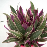 Rhoeo Discolor Tricolor ( live Starter Plant) Perennial succulent - Caribbean garden seed