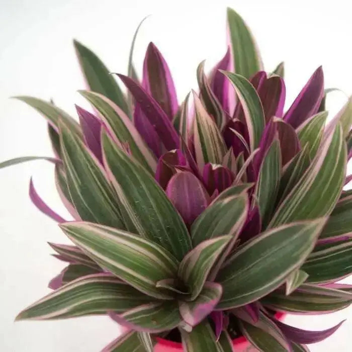 Rhoeo Discolor Tricolor ( live Starter Plant) Perennial succulent - Caribbean garden seed