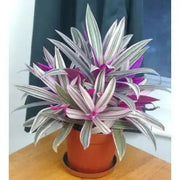 Rhoeo Discolor Tricolor ( live Starter Plant) Perennial succulent - Caribbean garden seed