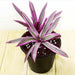 Rhoeo Discolor Tricolor ( live Starter Plant) Perennial succulent - Caribbean garden seed