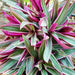 Rhoeo Discolor Tricolor ( live Starter Plant) Perennial succulent - Caribbean garden seed